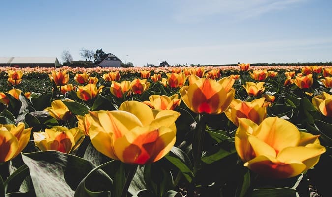 Keukenhof e os Campos de Tulipa em Lisse - bate-volta a partir de Amsterdam