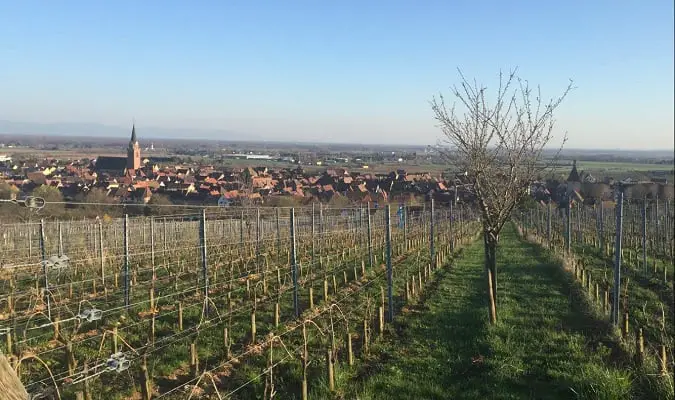 Domaine Marcel Deiss