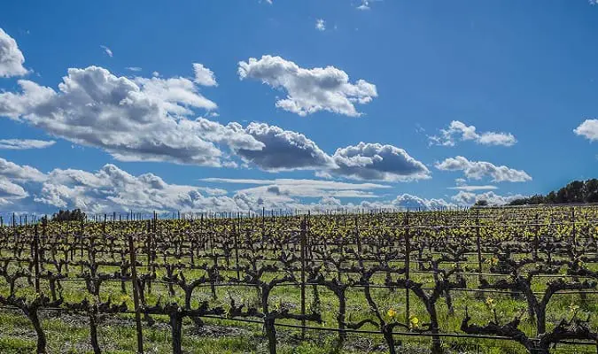 Familia Torres – Pacs del Penedès
