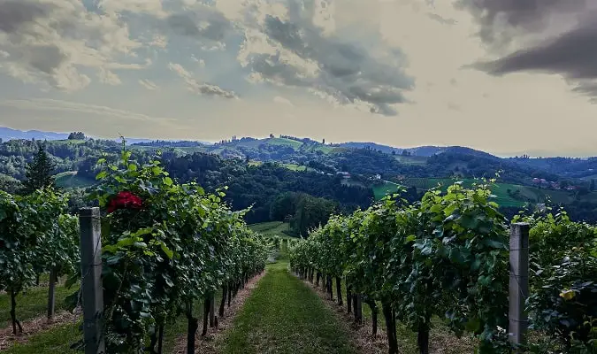 Países Produtores de Vinho