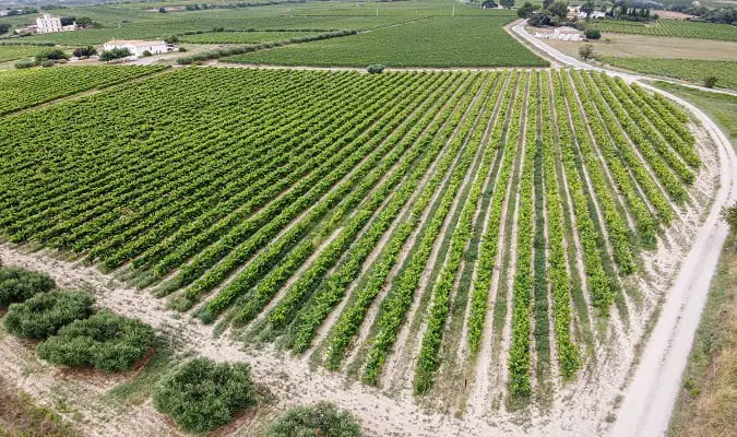 Espanha é o terceiro principal produtor de vinho na Europa
