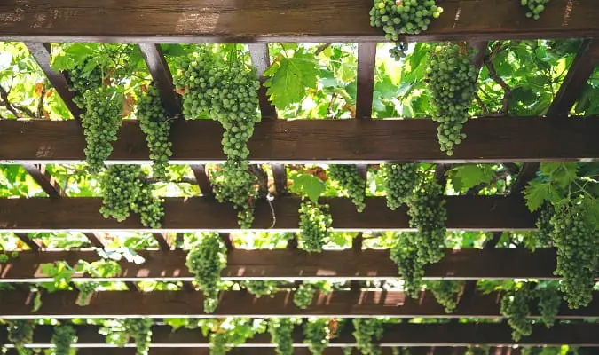 Países Produtores de Vinho