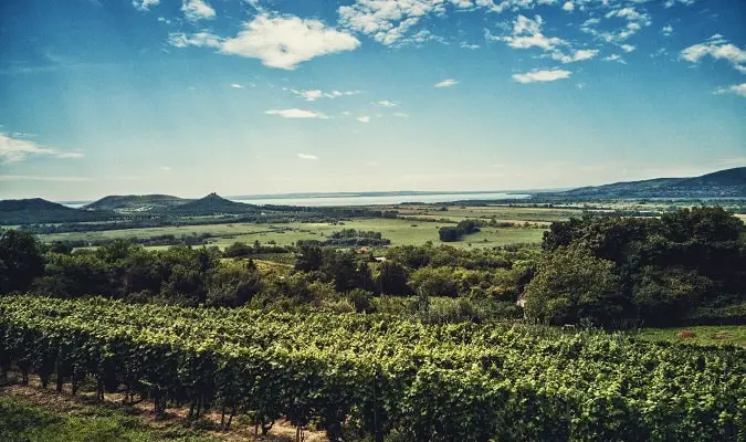 Países Produtores de Vinho