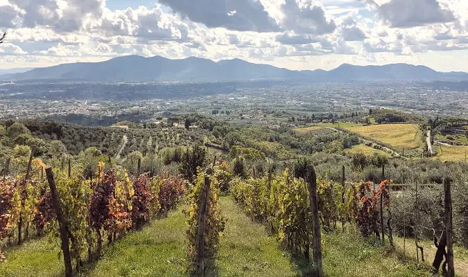 Itália principal produtor de vinho na Europa e Mundo