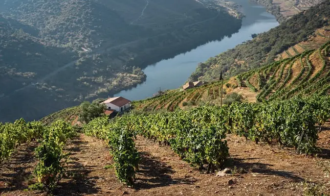 Países Produtores de Vinho