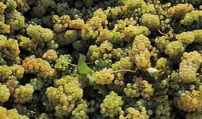 Países Produtores de Vinho