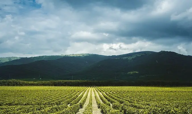 Países Produtores de Vinho