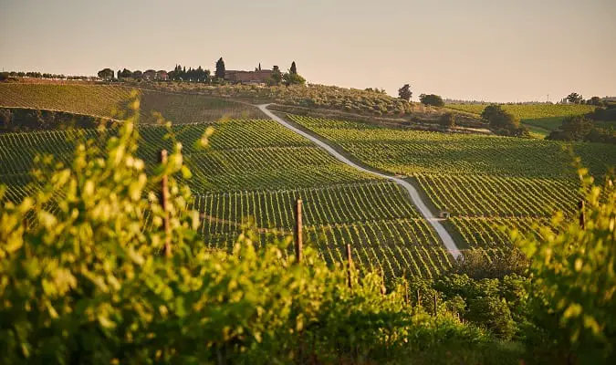 10 Principais Países Produtores de Vinho na Europa (e no Mundo)